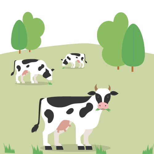 Melk - koeien in weide