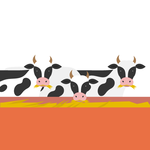 Koeien in stal - melk